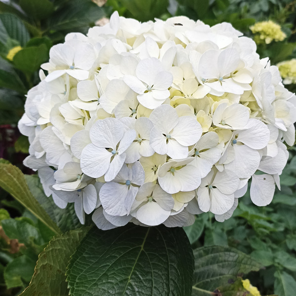 Hydrangea Agnes Pevalli 50mm Hydrangea Agnes Pevalli 50mm