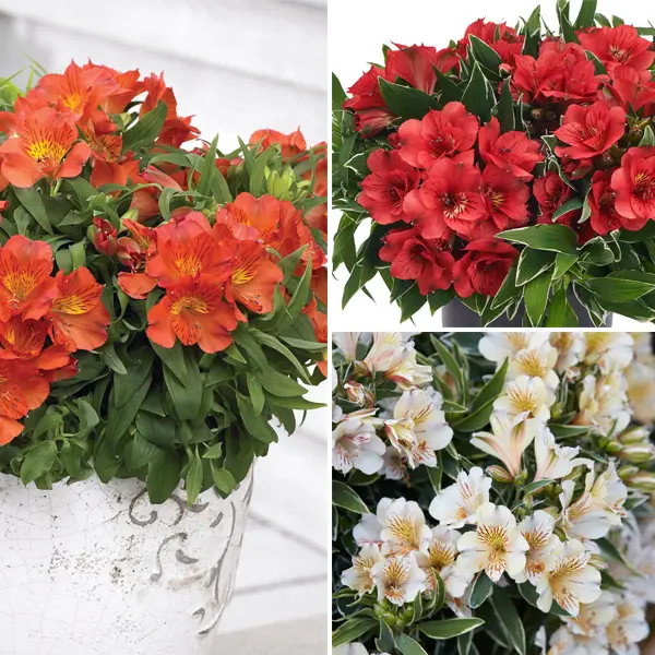 Princess Lily Collection 1- 3 Plants Princess Lily Collection 1- 3 Plants