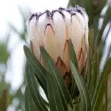 Protea Pink & White Duo Protea Pink & White Duo