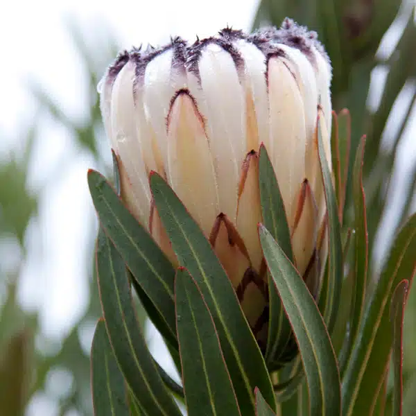 Protea Pink & White Duo Protea Pink & White Duo