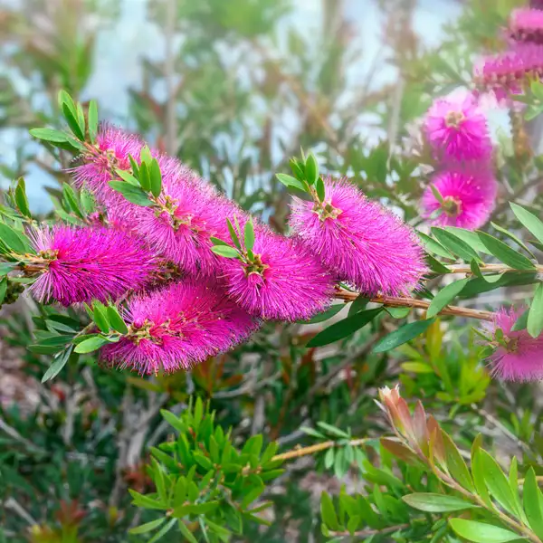 Callistemon Purple Splendour Callistemon Purple Splendour