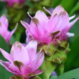 Curcuma Candy Pinkpkcurcpi - Garden Express Australia