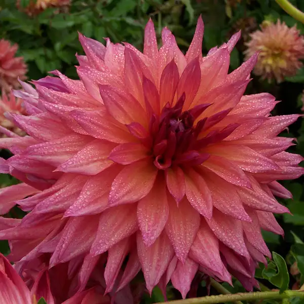 Dahlia French Kiss Dahlia French Kiss