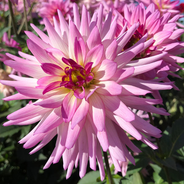 Dahlia Glenmark Fairway Dahlia Glenmark Fairway