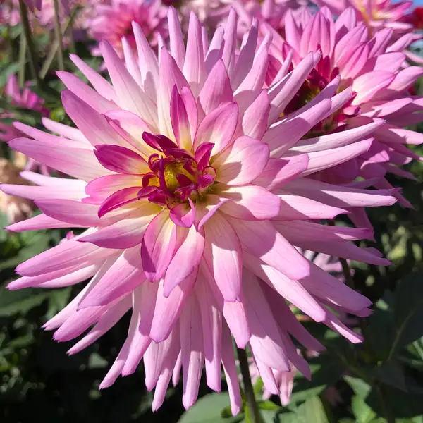 Dahlia Glenmark Fairway Dahlia Glenmark Fairway