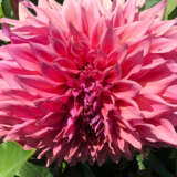 Dahlia Glenmark Kim Dahlia Glenmark Kim