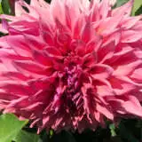 Dahlia Glenmark Kim Pkdahgki - Garden Express Australia