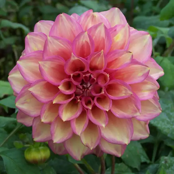 Dahlia Juliette (Belle) Dahlia Juliette (Belle)