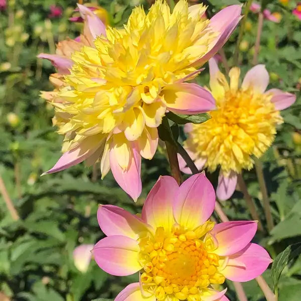 Dahlia Nayap Dahlia Nayap