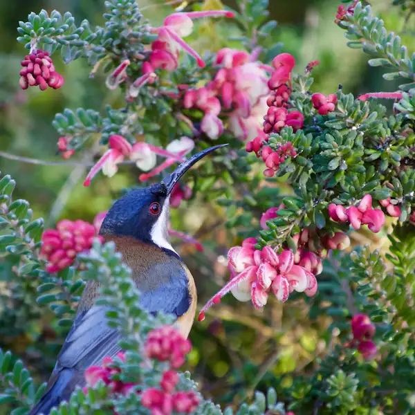 Grevillea Honeyeater Heaven Grevillea Honeyeater Heaven
