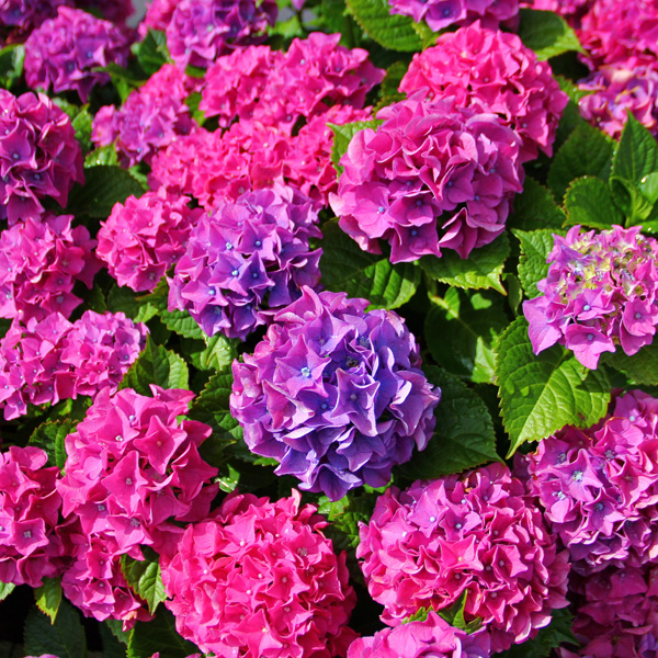 Hydrangea Todi Hydrangea Todi