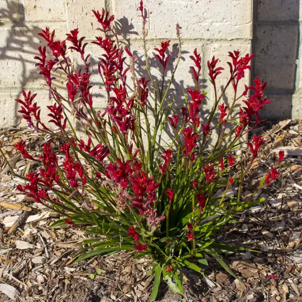 Kangaroo Paw Bush Elegance (Pbr) Kangaroo Paw Bush Elegance (Pbr)