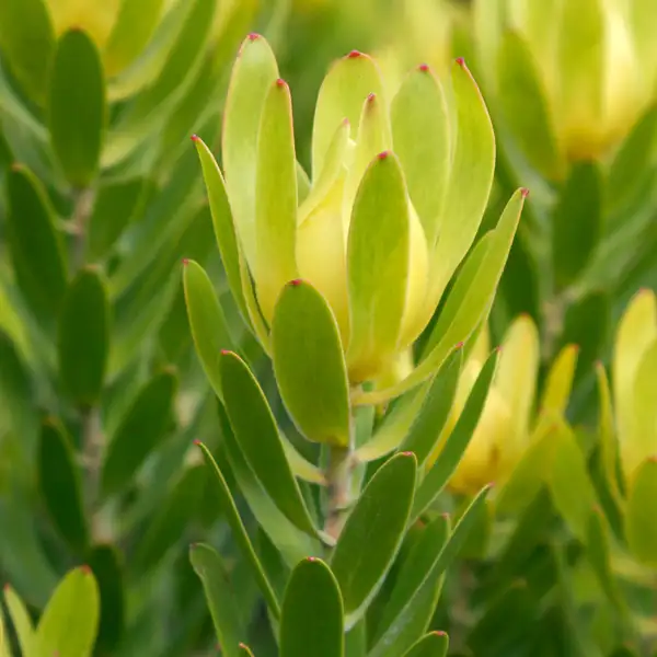 Leucadendron Winter Gold