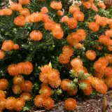 Leucospermum Cordifolium Ppllspcor - Garden Express Australia