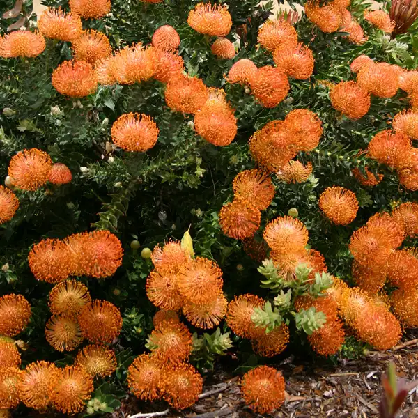 Leucospermum Cordifolium Leucospermum Cordifolium