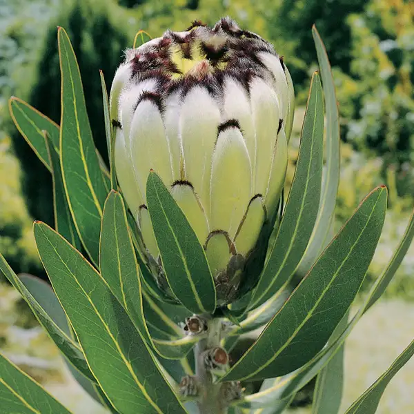 Protea Cream Mink Protea Cream Mink