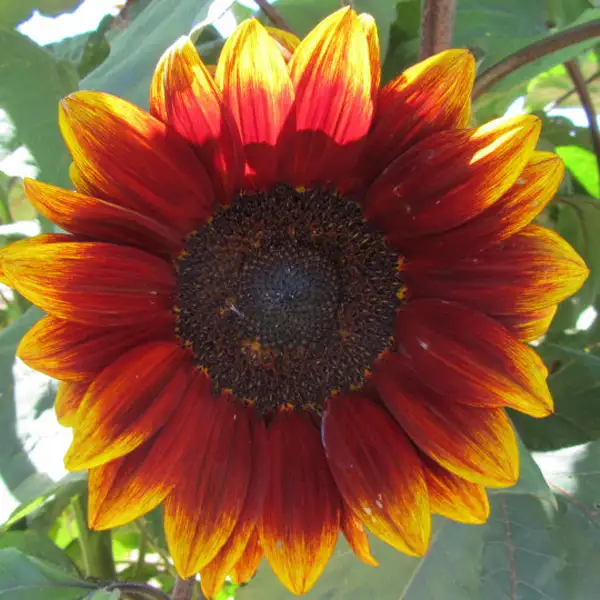 Seed – Sunflower Royal Velvet F1 Seed – Sunflower Royal Velvet F1