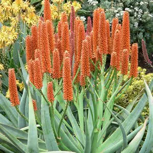 Aloe Tangerine Tree Tm 100mm Pot Aloe Tangerine Tree Tm 100mm Pot