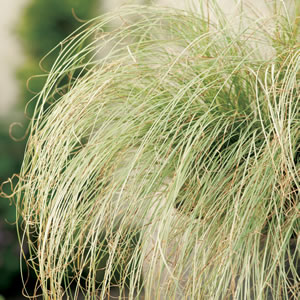 Carex Frosted Curls 50mm Carex Frosted Curls 50mm