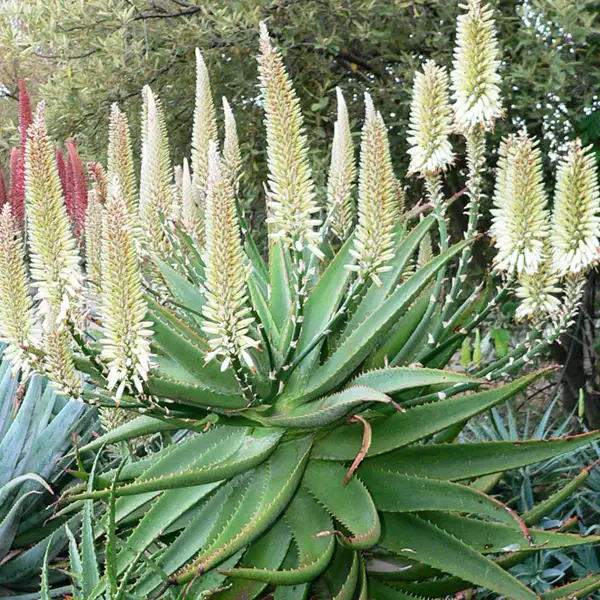 Aloe Ivory Tower Aloe Ivory Tower
