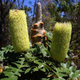 Banksia Grandis Bull Banksia Banksia Grandis Bull Banksia
