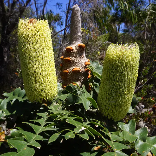 Banksia Grandis Bull Banksia Banksia Grandis Bull Banksia
