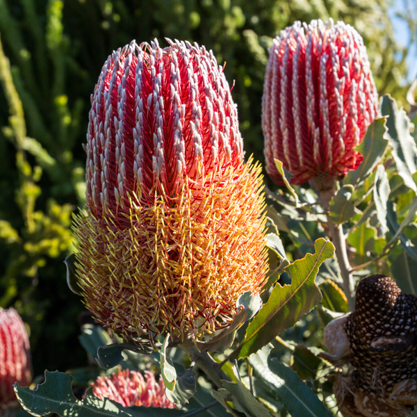 Banksia Menziesii Dwarf Banksia Menziesii Dwarf