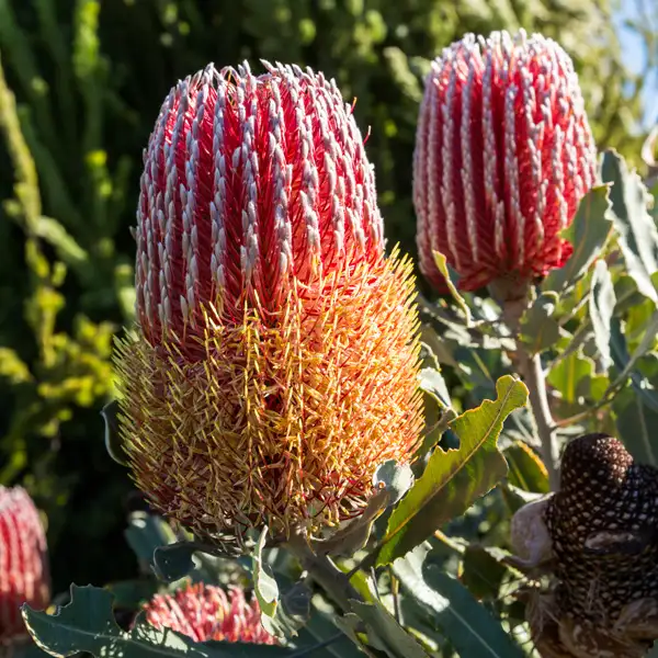 Banksia Menziesii Dwarf Banksia Menziesii Dwarf
