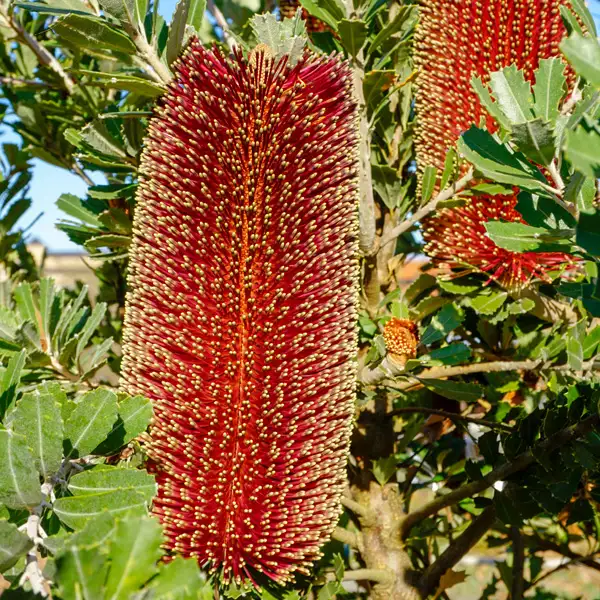 Banksia Praemorsa Red Dawn Banksia Praemorsa Red Dawn