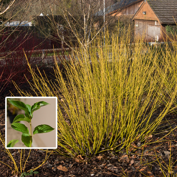 Cornus Yellow Stem Dogwood Cornus Yellow Stem Dogwood