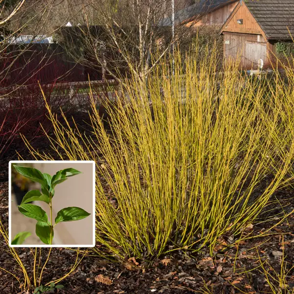 Cornus Yellow Stem Dogwood Cornus Yellow Stem Dogwood