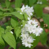 Deutzia Gracilis Lpodeugra - Garden Express Australia