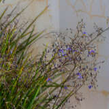 Dianella Longifolia Lpodialon - Garden Express Australia