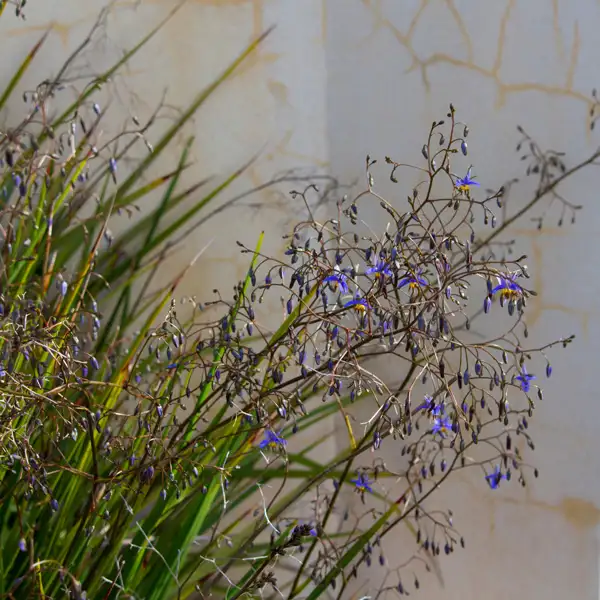 Hardy Coastal Native Australia Plants Hardy Coastal Native Australia Plants