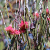 Eucalyptus Silver Princess Eucalyptus Silver Princess