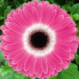 Gerbera Cubanita Pkgercub - Garden Express Australia