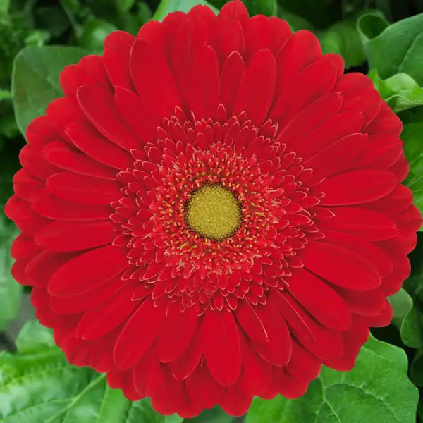 Gerbera El Mundo Gerbera El Mundo