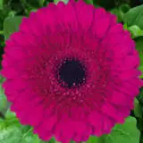 Gerbera Farao Pkgerfar - Garden Express Australia