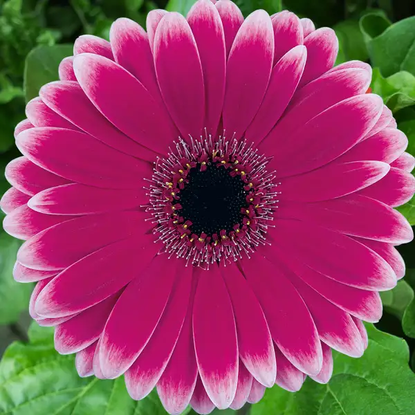 Gerbera Nuance