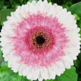 Gerbera Shimmer Gerbera Shimmer