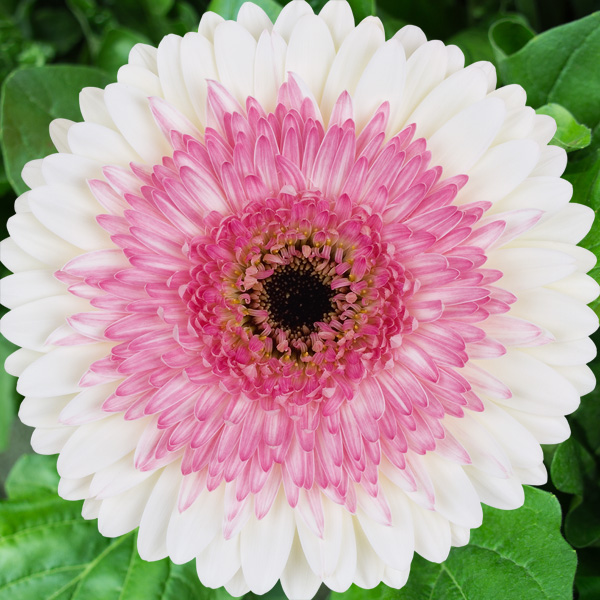 Gerbera Shimmer Gerbera Shimmer