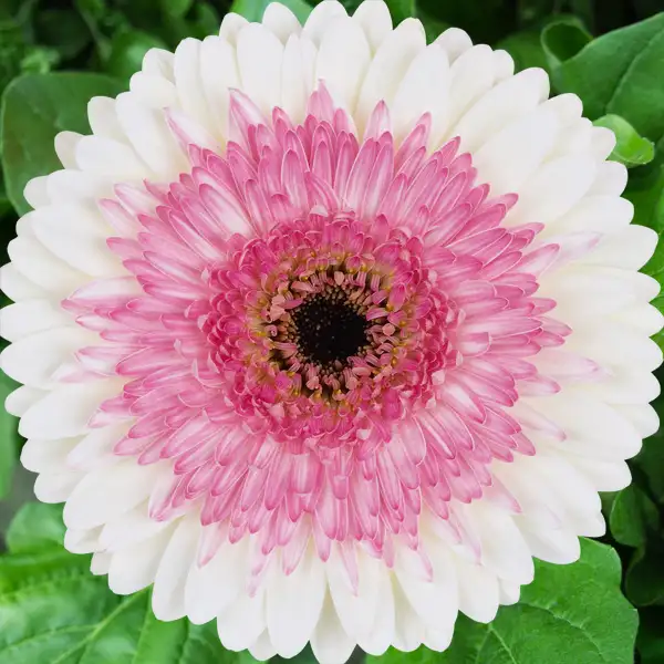 Gerbera Shimmer Gerbera Shimmer