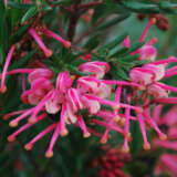 Grevillea Rosy Baby Grevillea Rosy Baby