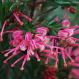 Grevillea Rosys Baby Lpogrerba - Garden Express Australia