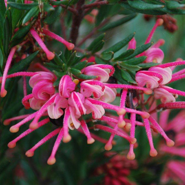 Grevillea Rosy Baby Grevillea Rosy Baby