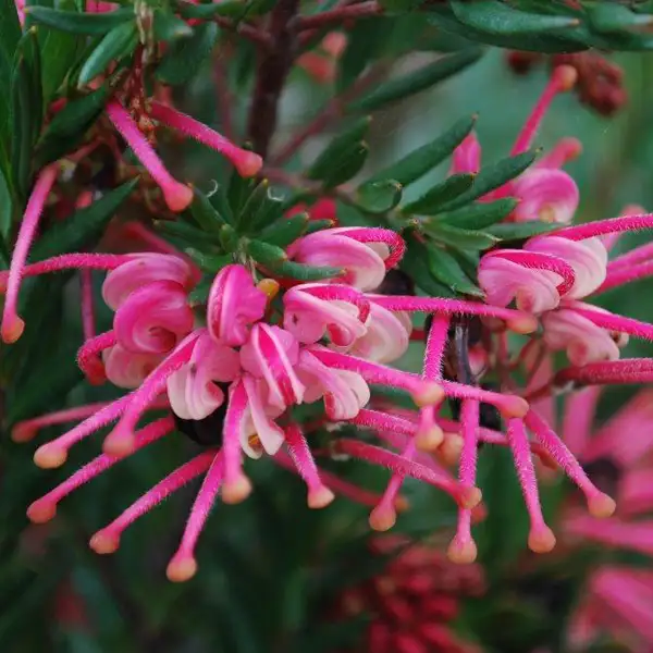 Grevillea Rosy Baby Grevillea Rosy Baby