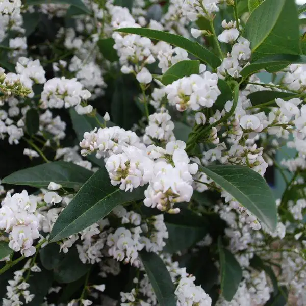 Hardenbergia Snow White 140mm Hardenbergia Snow White 140mm