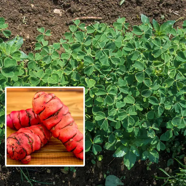 New Zealand Yam (regular Size) New Zealand Yam (regular Size)