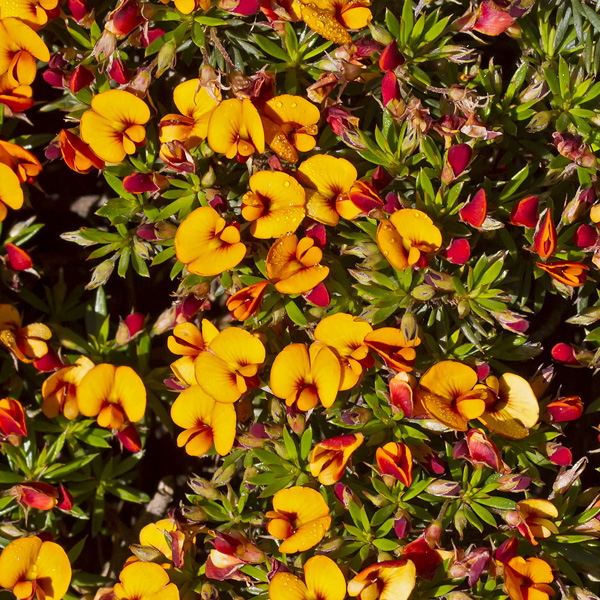 Pultenaea Matted Bush Pea Pultenaea Matted Bush Pea