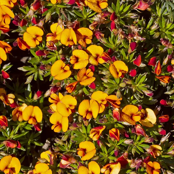 Pultenaea Matted Bush Pea Pultenaea Matted Bush Pea